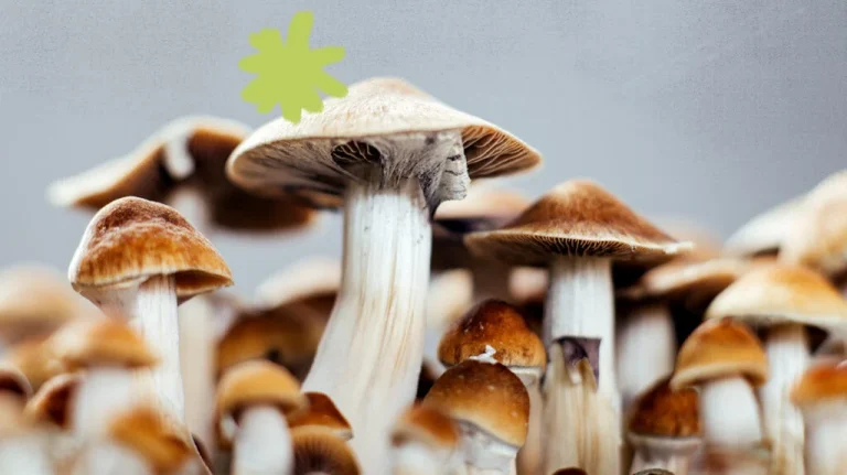 Top Qualities to Look for in a Safe and Reliable Shroom Dispensary