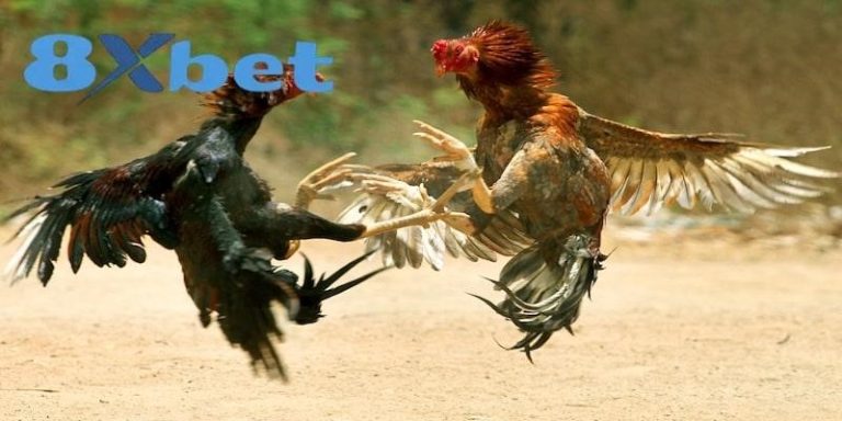 8xbet Cockfighting App – Enjoy Live Matches Anytime, Anywhere