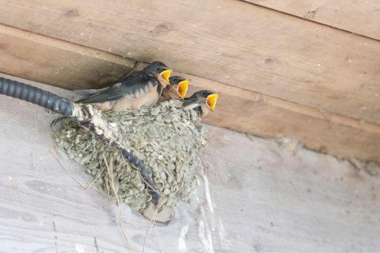 Bird Nest Removal Service Expert Solutions for Safe and Efficient Removal