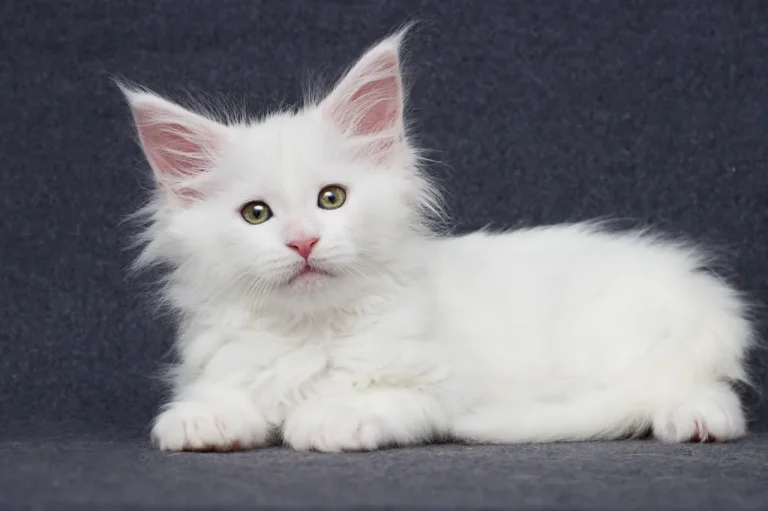 How to Choose a Healthy Maine Coon Kitten from a Reliable Breeder